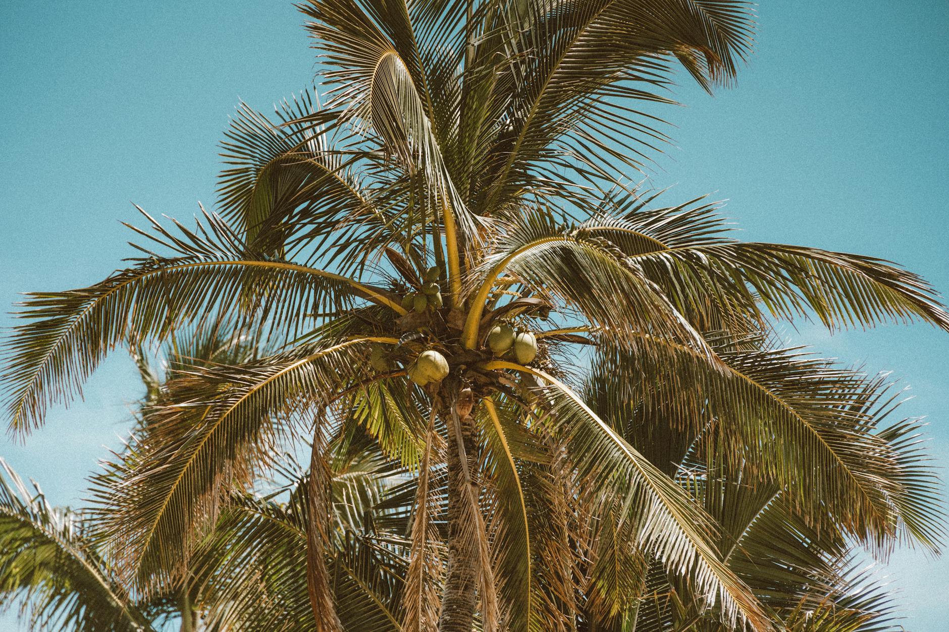 Scenic view of palm trees with coconuts against a bright blue sky in Hawaii tropical paradise